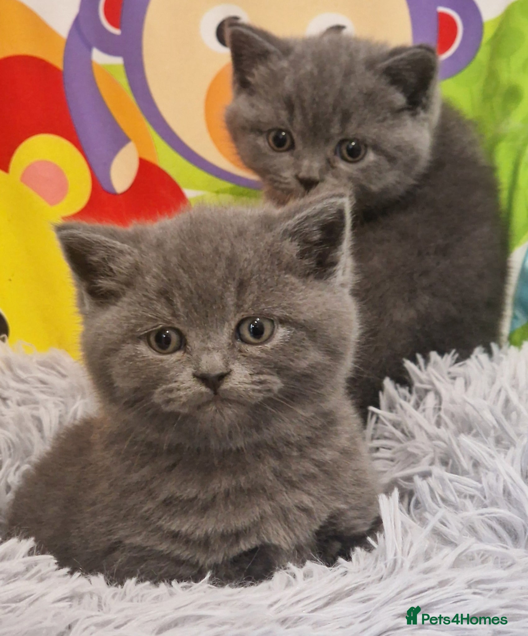 British Shorthair cats Gorgeous GCCF reg British Shorthair kittens  - Advert 1