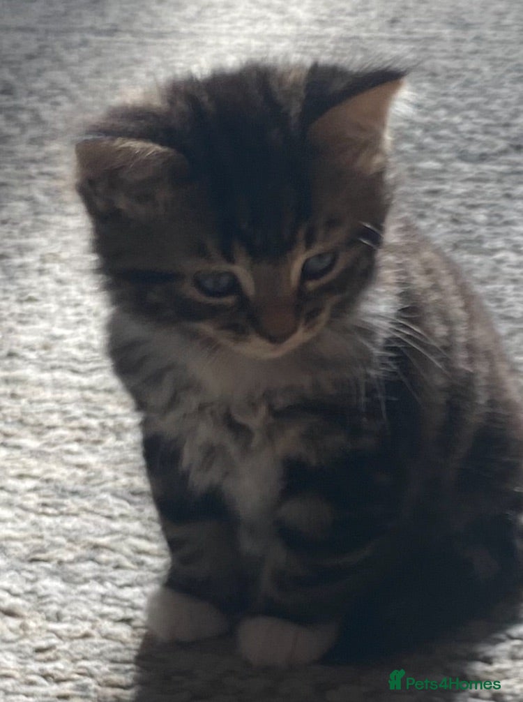 Mixed Breed cats Five beautiful kittens looking to find a new house - Advert 2