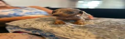 Dachshund dogs for sale: Miniature Dachshund  in Nelson - Advert 6