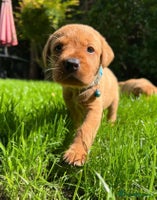 Labrador Retriever dogs Fox Red Labrador Retriever Puppies🐾 - Advert 9