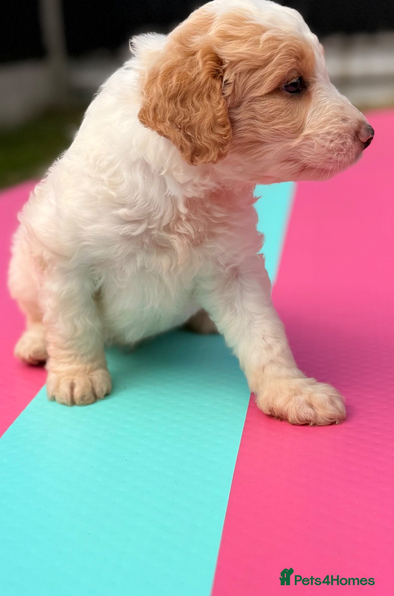 Australian Labradoodle dogs Australian double doodle puppies  - Advert 1