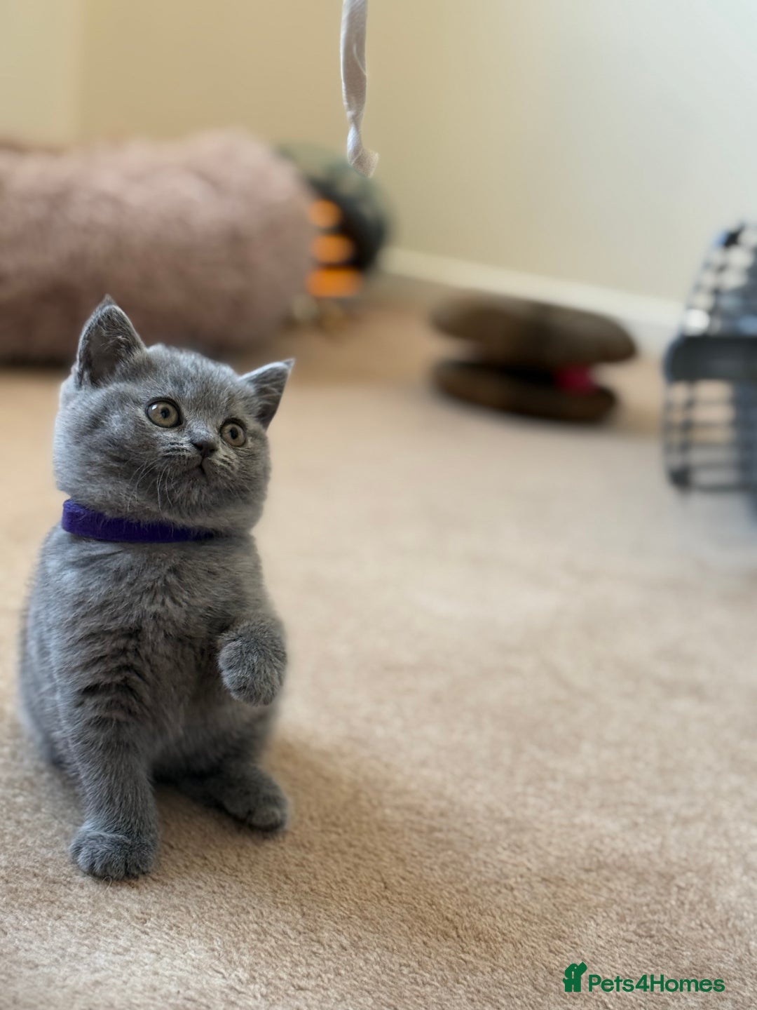 British Shorthair cats for sale: 🐾 British Shorthair Kittens – 8 Weeks Old  - Image 7