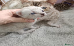 Bengal cats for sale: Tica RG pure bengals  - Image 15