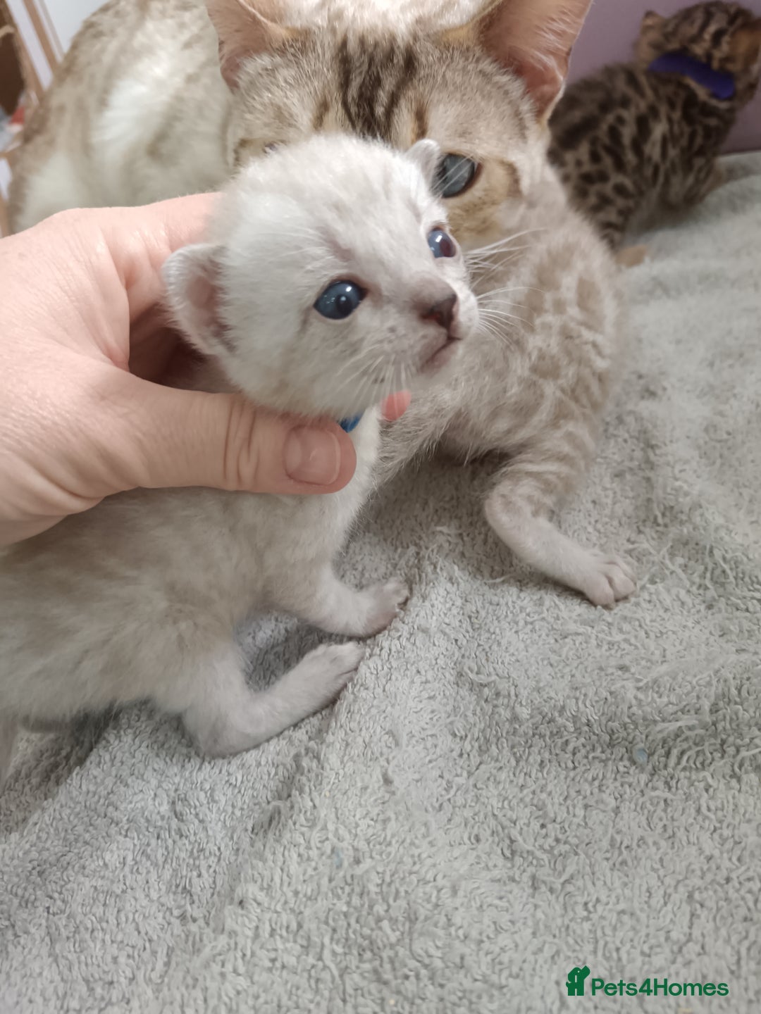 Bengal cats for sale: Tica RG pure bengals  - Image 15