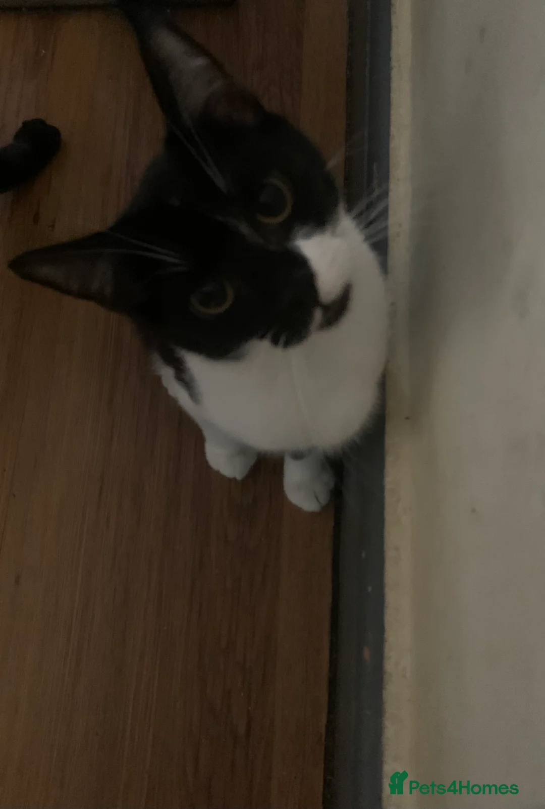 Mixed Breed cats for sale: Youngsters looking for home - Advert 21