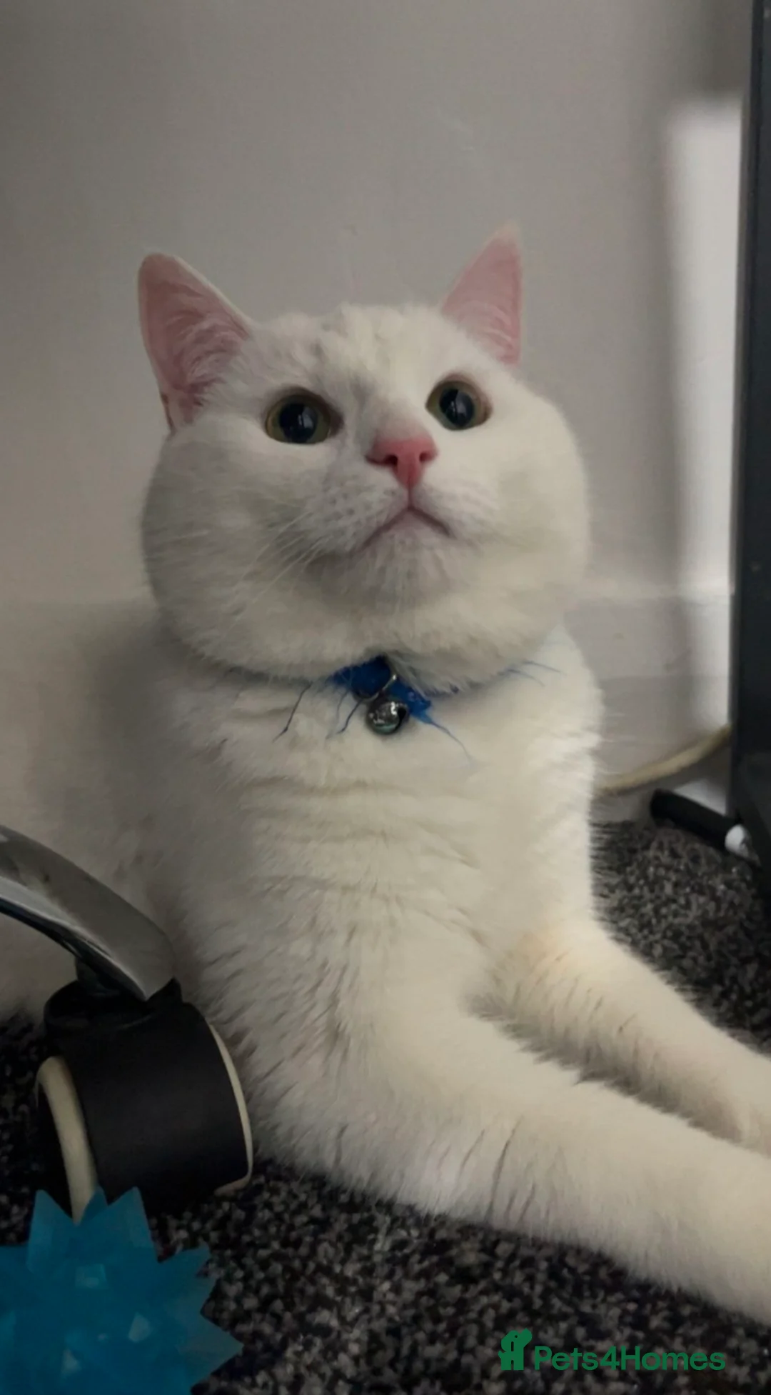 British Shorthair cats for sale: White cats for sale  - Advert 2