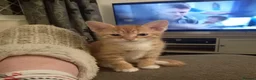 Mixed Breed cats for sale: Adorable kittens ready for forever/loving home - Advert 3