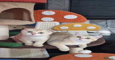 Scottish Fold cats - Advert 5