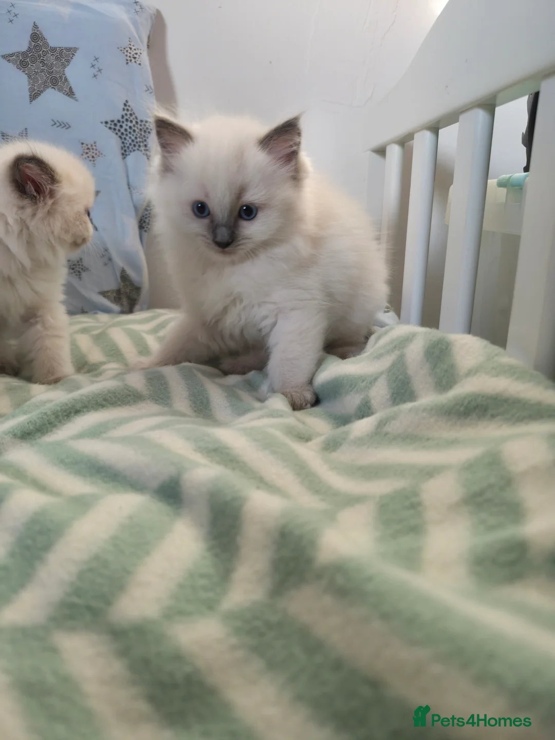 Ragdoll cats for sale:  Ragdoll (TYPE) kittens for sale - Advert 12