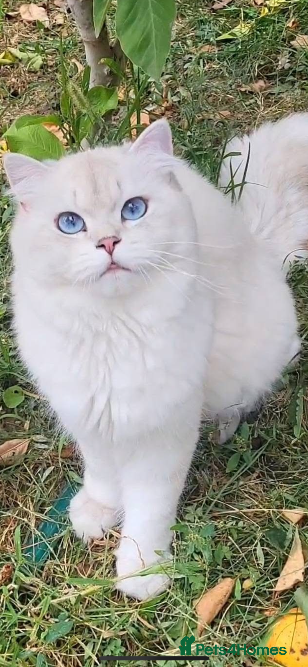 British Longhair cats for sale: British hair long - Advert 2