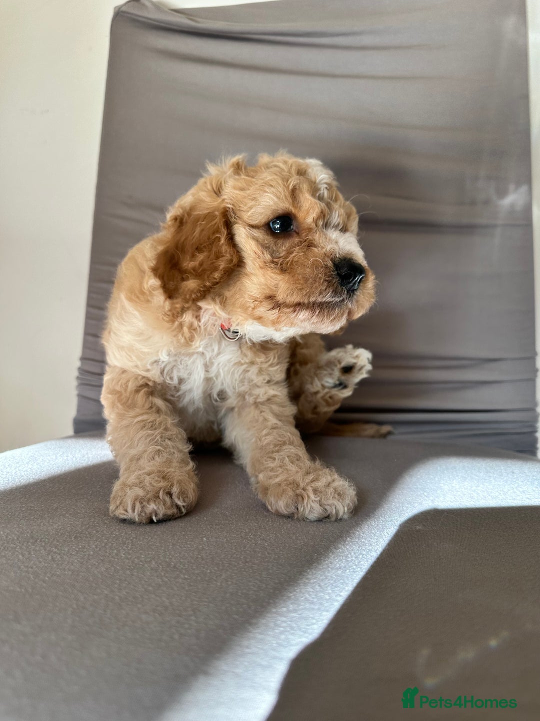 Cockapoo dogs for sale: Adorable Pappy Bread Cockapoo Puppies F2 - Image 10