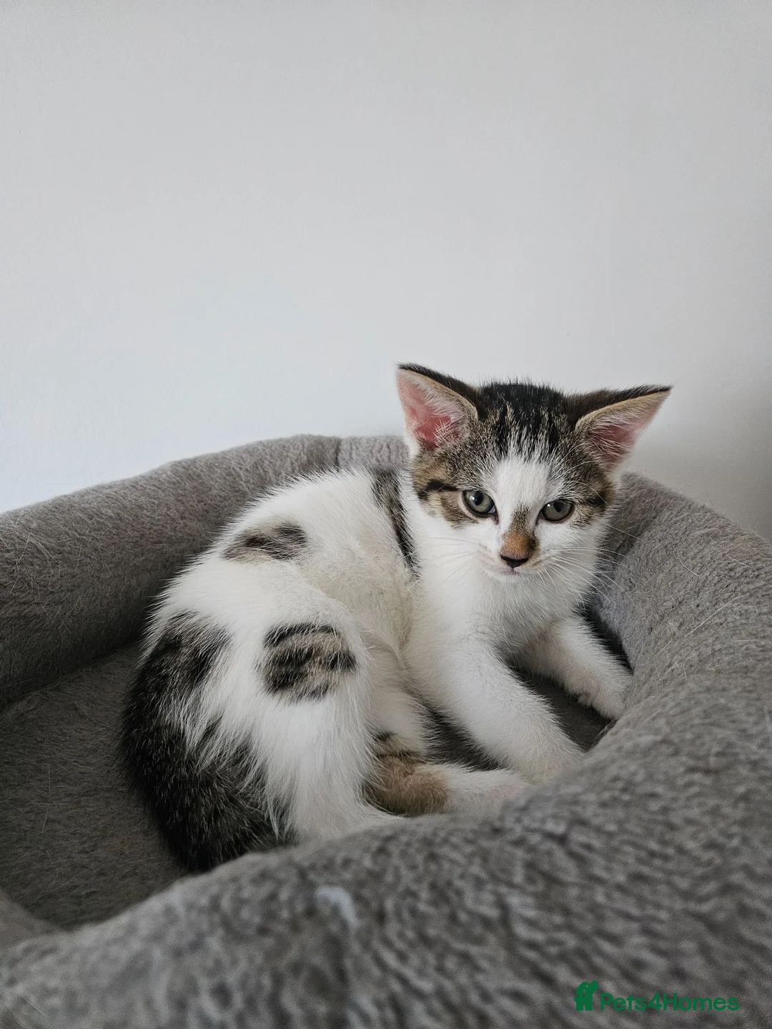 Mixed Breed cats for sale: 2 kittens left  - Advert 4