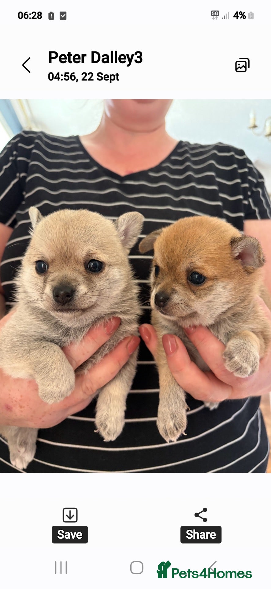 Pomchi dogs Pomchi puppies - Advert 13