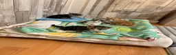 Mixed Breed cats for sale: Tabby kittens - Advert 7