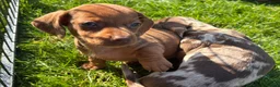 Dachshund dogs for sale: Gorgeous Dachshund Puppies! - Advert 5