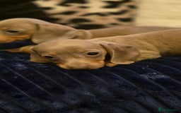 Miniature Dachshund dogs for sale: Isabella dachshund puppies  - Image 6