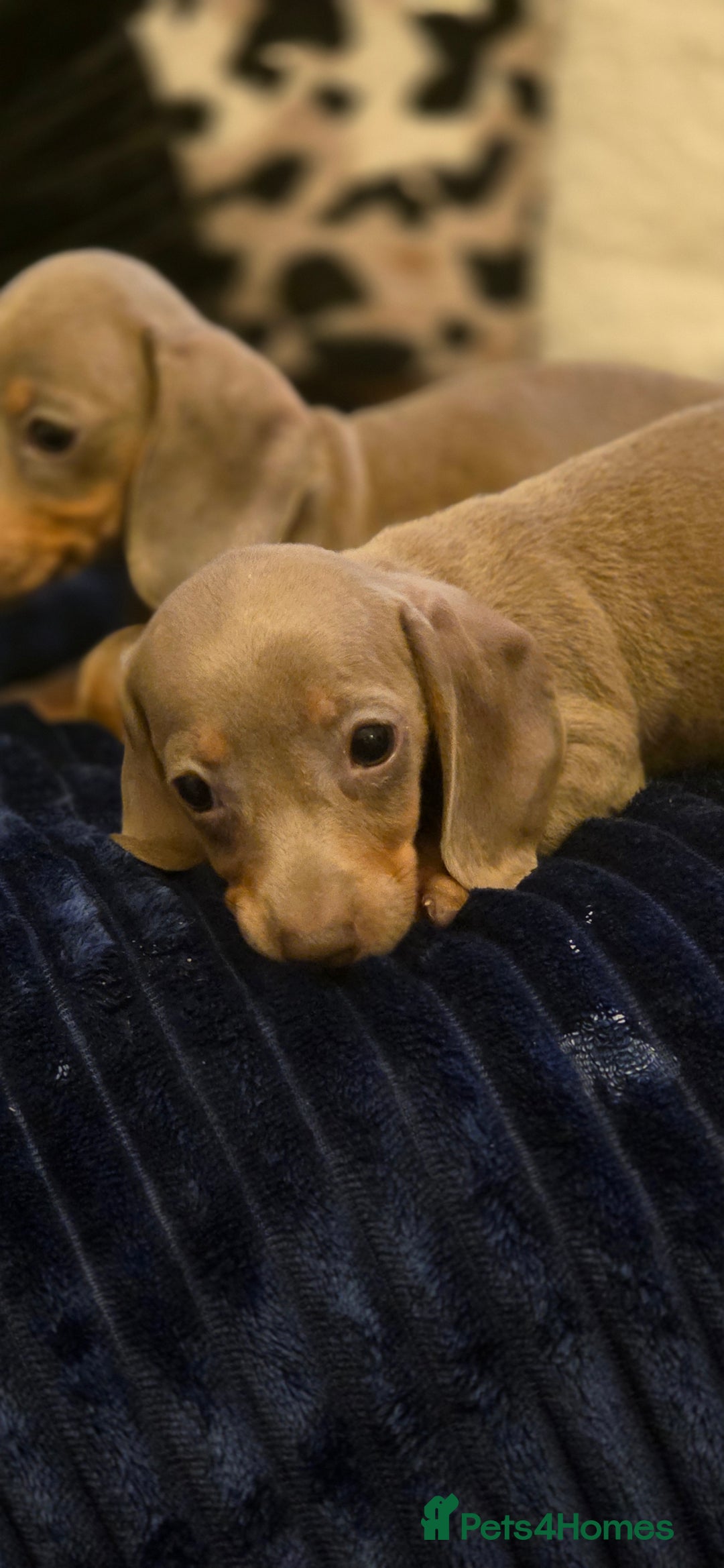 Miniature Dachshund dogs for sale: Isabella dachshund puppies  - Image 6