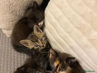 Mixed Breed cats 2 Beautiful Female Kittens for Sale 🐾 - Advert 1