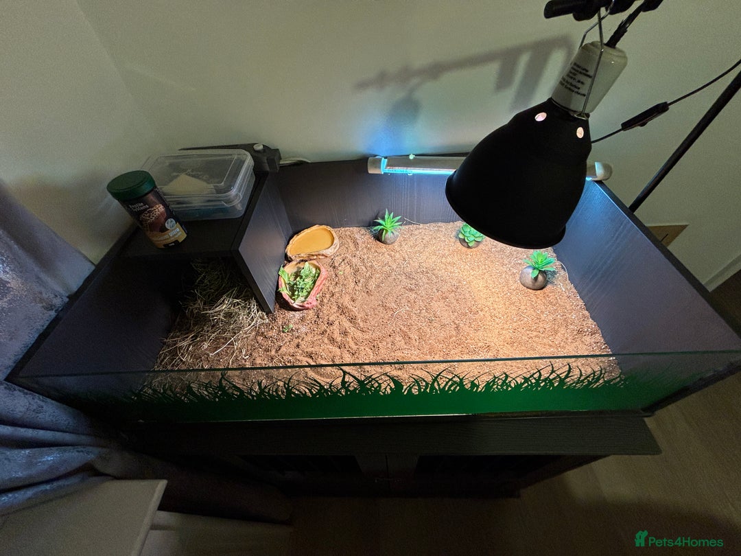 Tortoise reptiles for sale: Tortoise plus full set up - Image 5