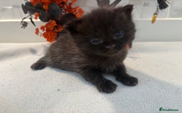 Mixed Breed cats for sale: Mixed British shorthair kittens! 🐈‍⬛  - Image 4