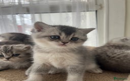 Scottish Fold cats for sale: Adorable Scottish Fold Kittens  - Image 18