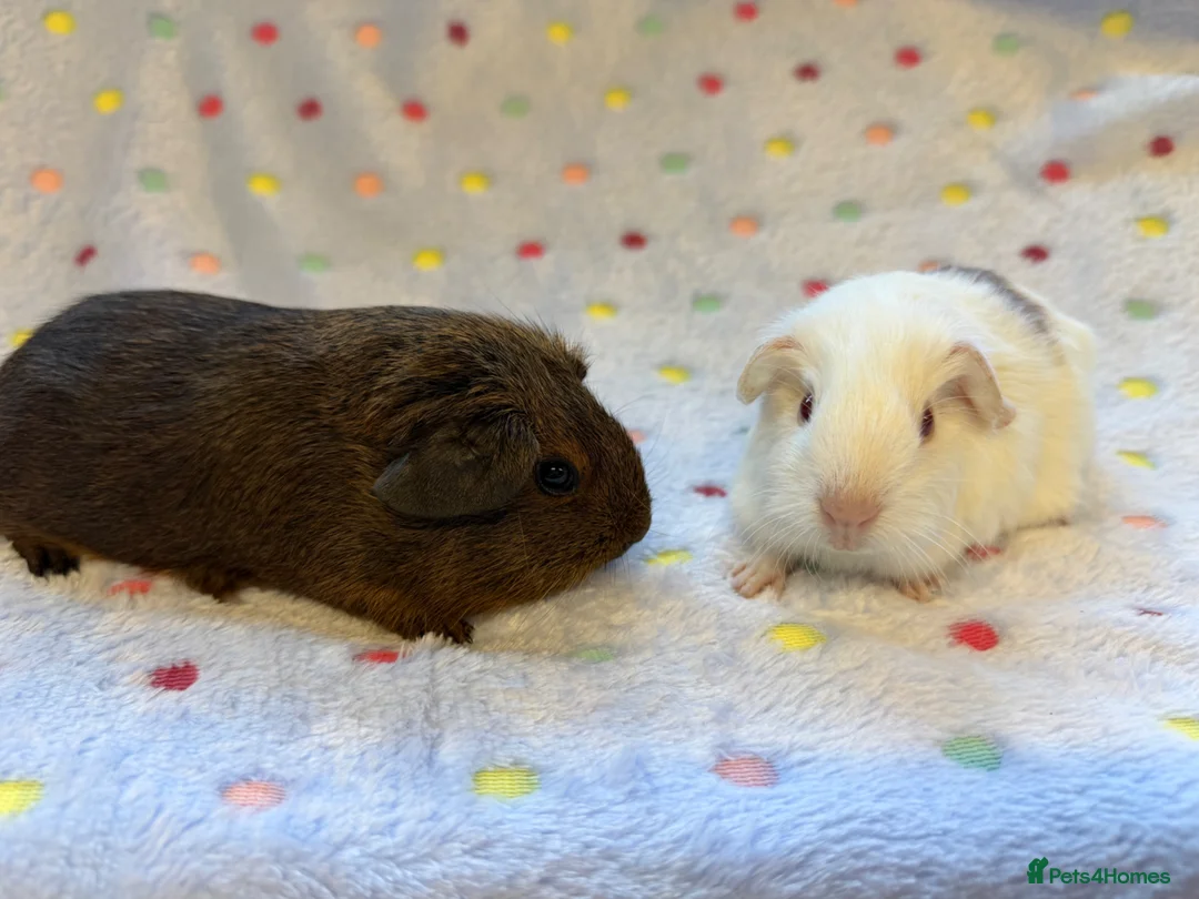 Guinea Pig rodents for sale: Beautiful baby boars - Advert 2