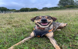 Mixed Breed dogs for adoption: Bobbie - Overlooked in need of a forever home!  - Image 11