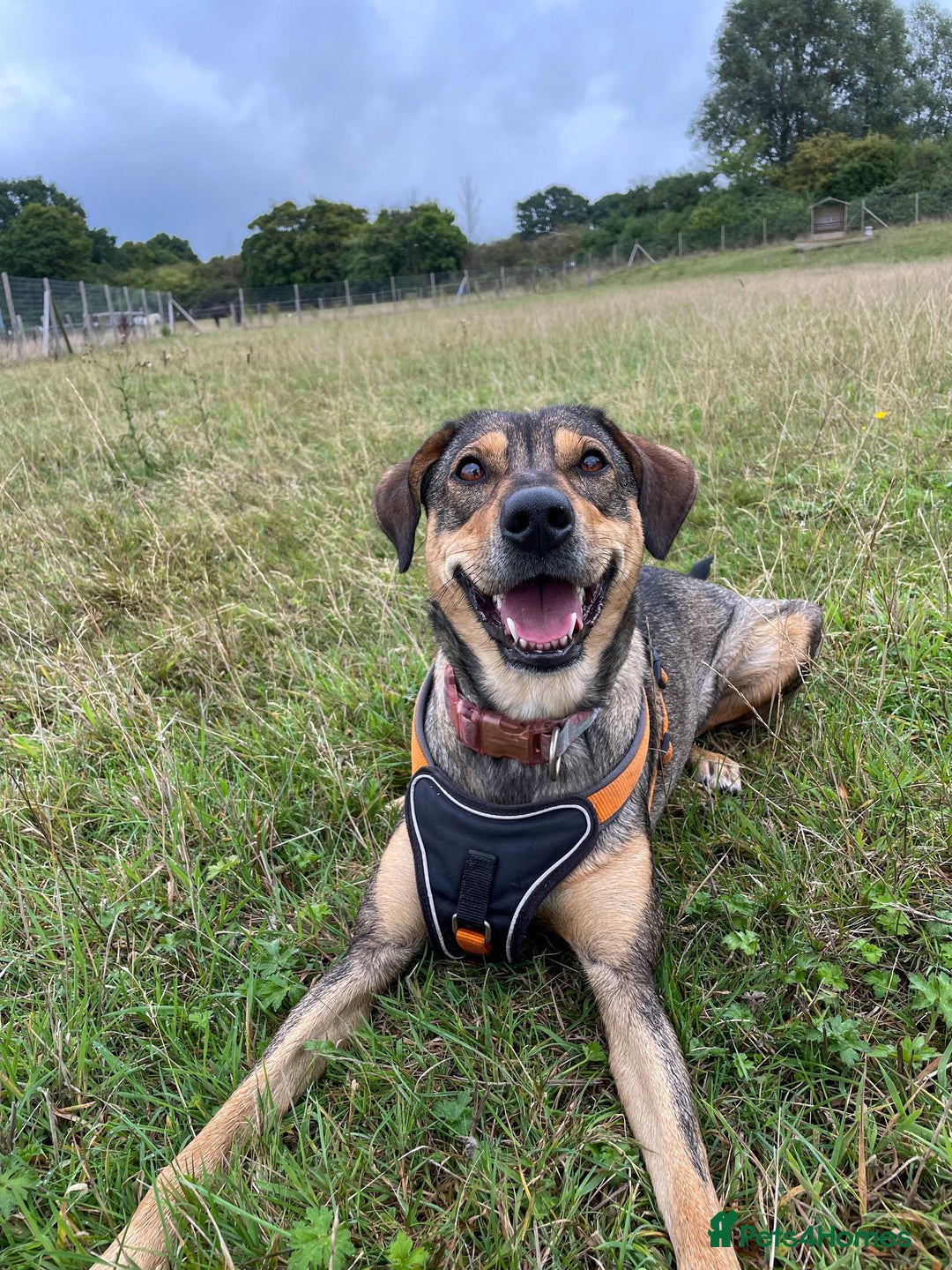 Mixed Breed dogs for adoption: Bobbie - Overlooked in need of a forever home!  - Image 11