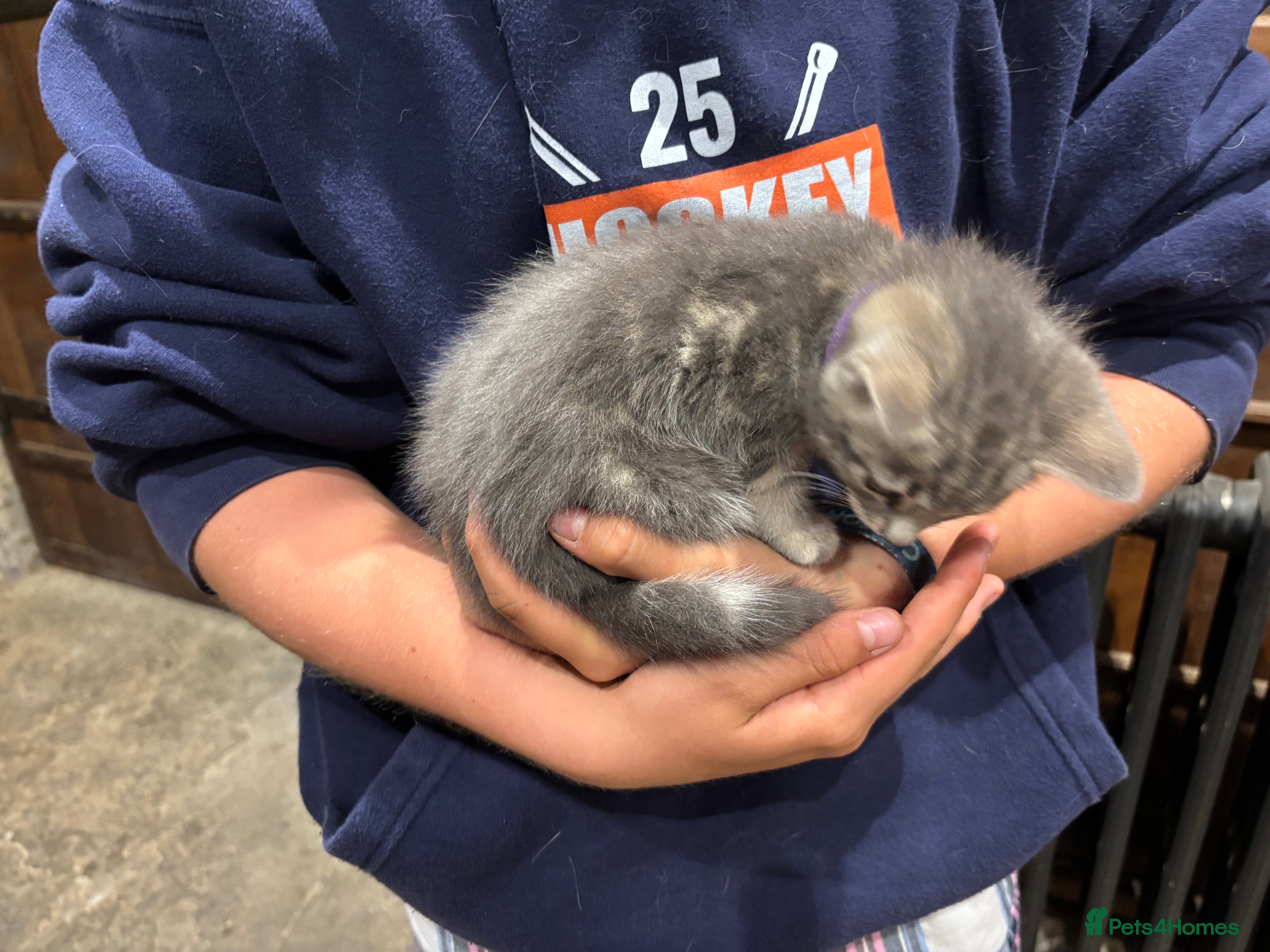 Mixed Breed cats for sale: Gorgeous Kittens Looking for 5* Forever Homes  - Advert 2