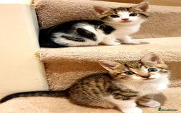 Mixed Breed cats for sale: Adorable trio of kittens  - Image 17