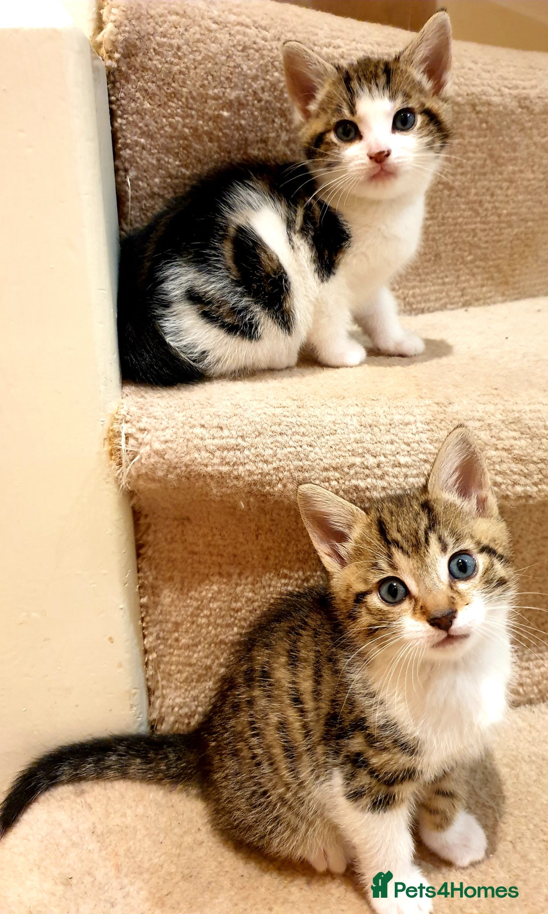 Mixed Breed cats for sale: Adorable trio of kittens  - Image 17