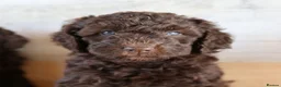 Australian Labradoodle dogs for sale: 🌈 Dark Chocolate (phantom) & Cream Girls ❤️ - Advert 34