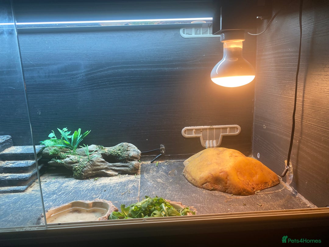 Bearded Dragon reptiles for sale: Bearded dragon for sale - Image 3