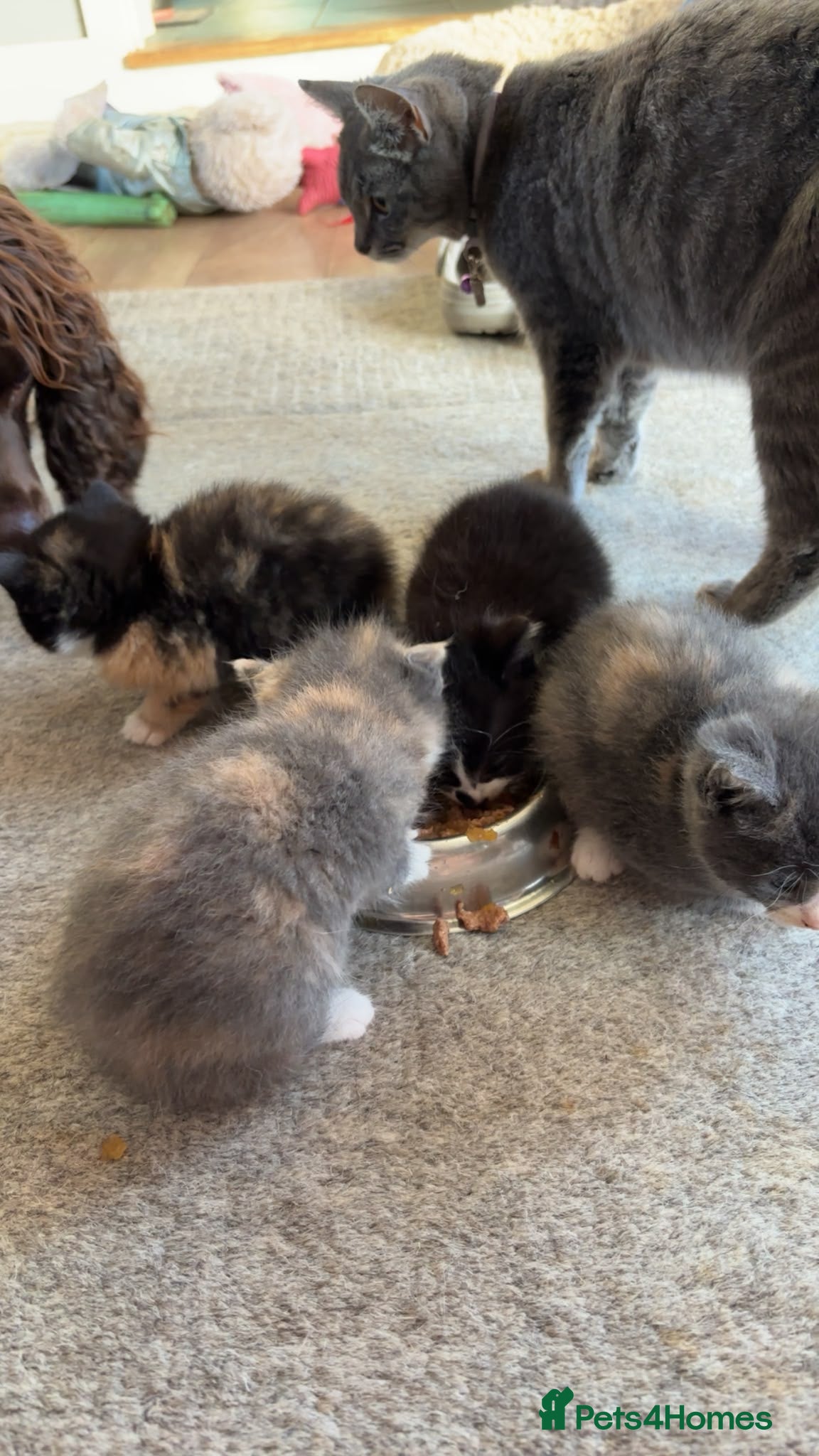 Mixed Breed cats for sale: Gorgeous tri coloured kittens - Advert 15