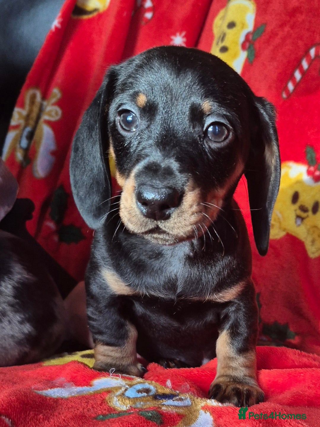 Dachshund dogs for sale: Stunning litter of dachsunds  - Advert 6