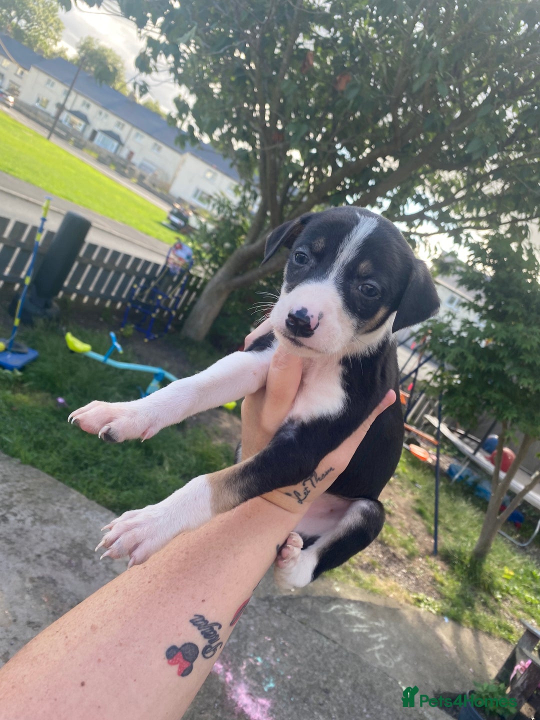 Lurcher dogs for sale: Eight gorgeous mix breed pups - Image 17