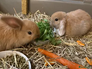Mini Lop rabbits 2 Female mini lops - Advert 1