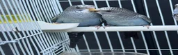 Budgerigars birds for sale: Beautiful budgies mutation job lot  - Advert 7