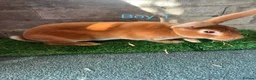 Rex rabbits for sale: Rex rabbit bunny’s  in Romney Marsh - Advert 2