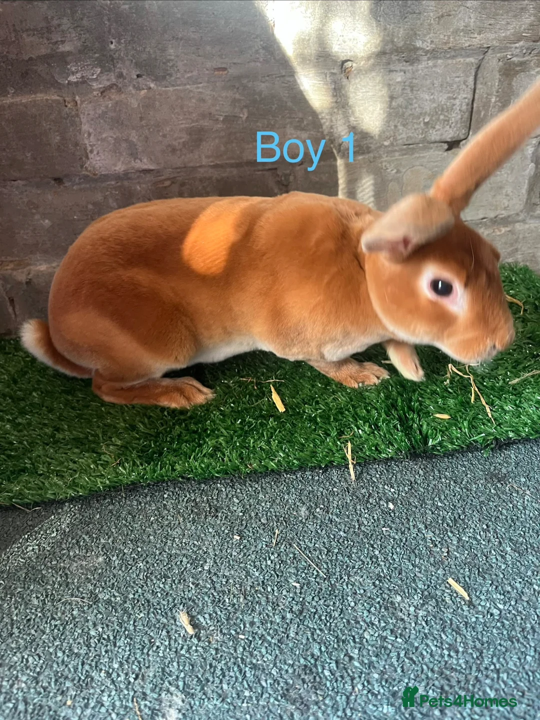 Rex rabbits for sale: Rex rabbit bunny’s  in Romney Marsh - Advert 2