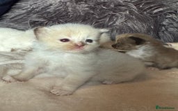 Ragdoll cats for sale: Tortie flame mink sepia tica  - Image 18
