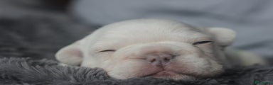 French Bulldog Puppy 1