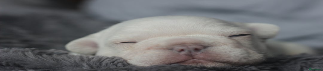 French Bulldog Puppy 1