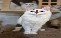 Munchkin cats for sale: Purebred TICA reg. Munchkin kittens ready to go  - Image 18