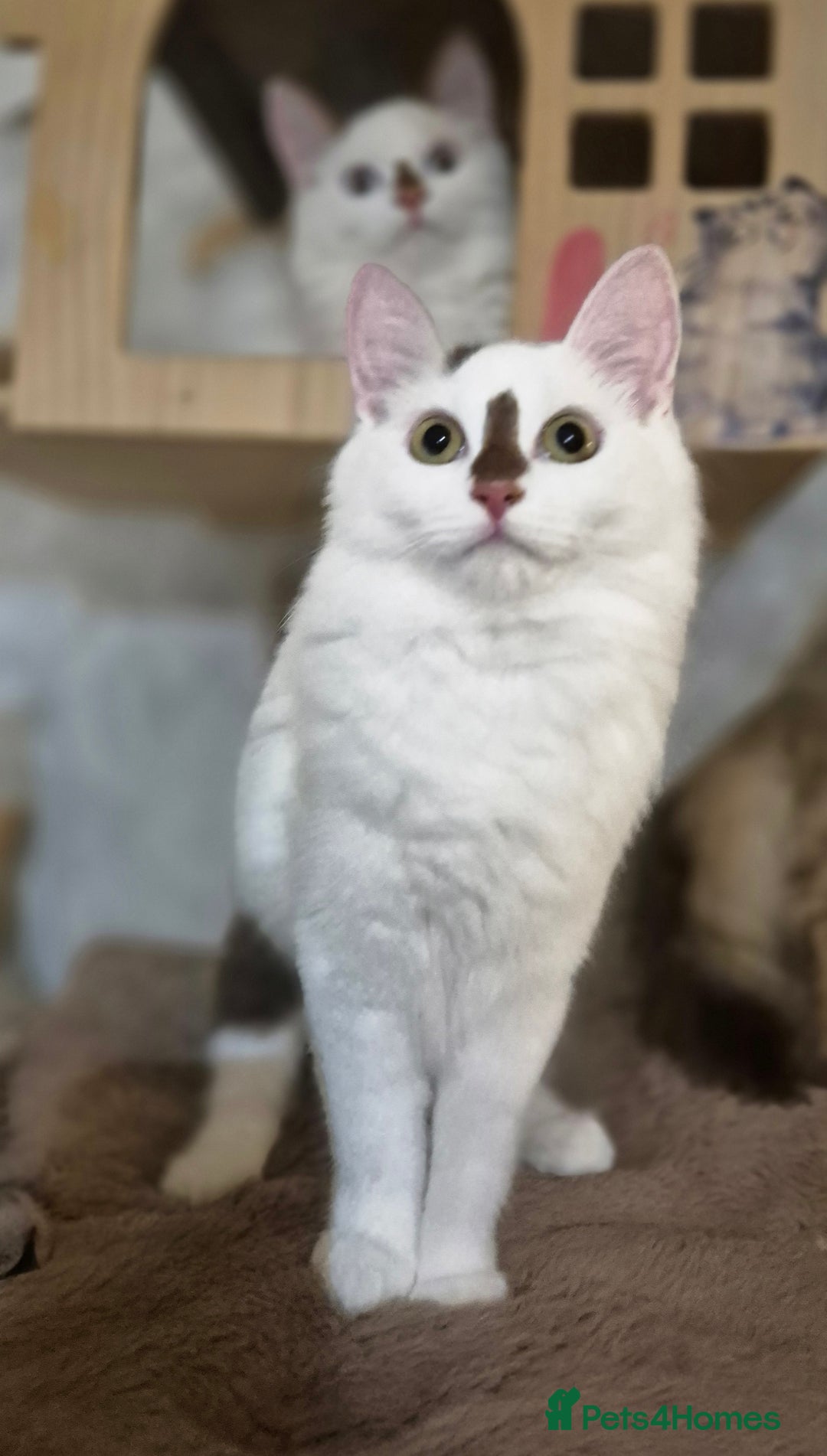 Munchkin cats for sale: Purebred TICA reg. Munchkin kittens ready to go  - Image 18