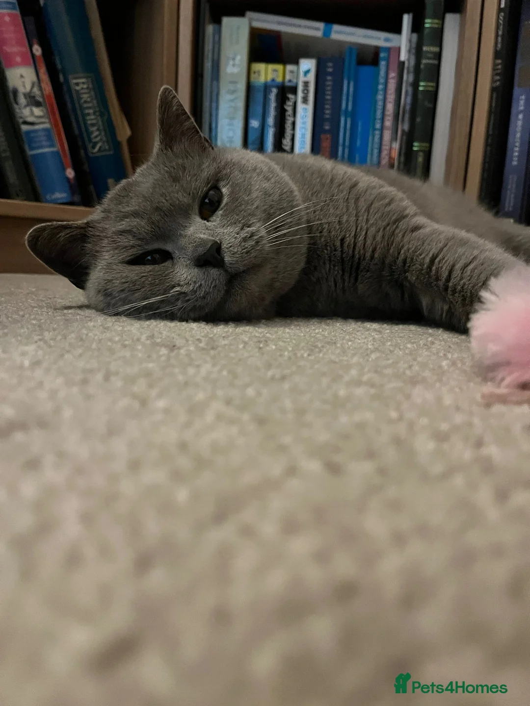 British Shorthair cats for stud: Beautiful boy - Advert 2