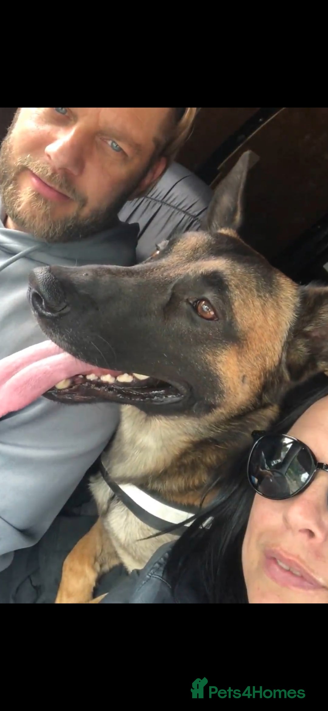 Belgian Shepherd Dog dogs for sale: Belgium Malinois  - Advert 4