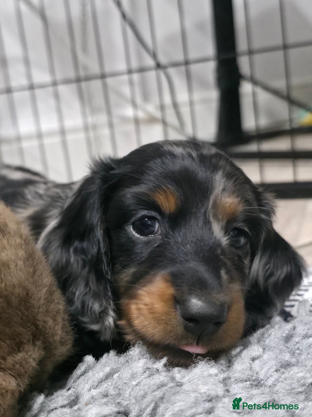 Miniature Dachshund dogs for sale: Stunning miniature longhaired Dachshund pups - Image 7