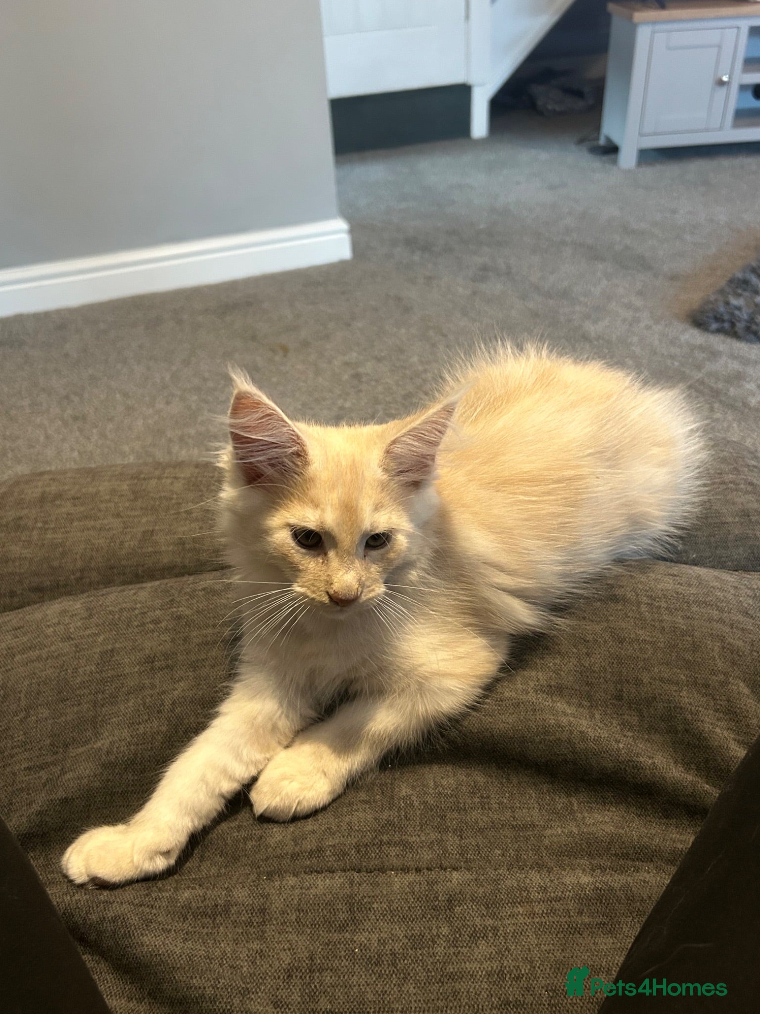 Maine Coon cats 1 CREAM BOY LEFT PRICE REDUCTION 😻l - Advert 16