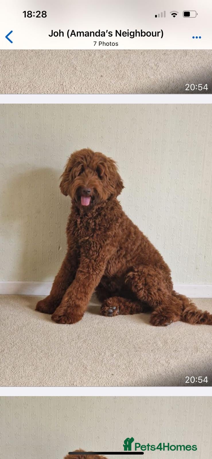 Australian Labradoodle dogs 100% Pure bred Australian Labradoodle  - Advert 2